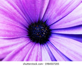 A Macro Shot Of A Purple Daisybush