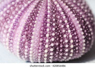 Macro Shot Of A Purple Sea Urchin Shell