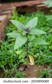 Macro Shot Of Purple Thai Basil Plant Leaf, Ayurveda Herbal Medicinal Plant