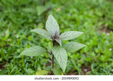 Macro Shot Of Purple Thai Basil Plant Leaf, Ayurveda Herbal Medicinal Plant