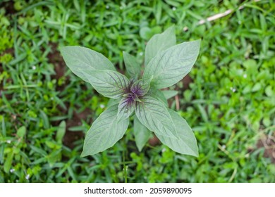 Macro Shot Of Purple Thai Basil Plant Leaf, Ayurveda Herbal Medicinal Plant