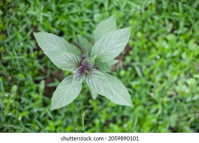 Macro Shot Of Purple Thai Basil Plant Leaf, Ayurveda Herbal Medicinal Plant