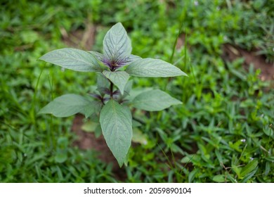 Macro Shot Of Purple Thai Basil Plant Leaf, Ayurveda Herbal Medicinal Plant