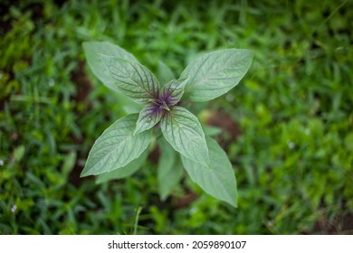 Macro Shot Of Purple Thai Basil Plant Leaf, Ayurveda Herbal Medicinal Plant