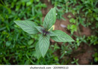 Macro Shot Of Purple Thai Basil Plant Leaf, Ayurveda Herbal Medicinal Plant