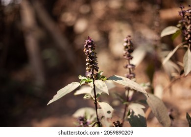 Macro Shot Of Purple Thai Basil Plant Leaf, Ayurveda Herbal Medicinal Plant