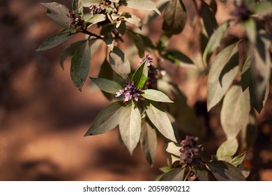 Macro Shot Of Purple Thai Basil Plant Leaf, Ayurveda Herbal Medicinal Plant