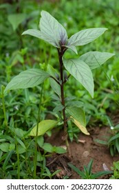 Macro Shot Of Purple Thai Basil Plant Leaf, Ayurveda Herbal Medicinal Plant