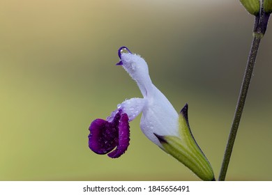 Macro Shot Of Purple And White Salvia Flowers In Bloom
