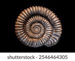 Macro shot of pyritized ammonite fossil, capturing metallic shine and intricate prehistoric shell structure