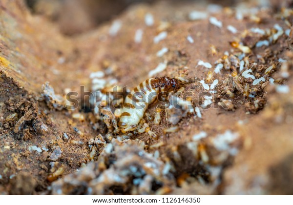 Macro\
Shot of the queen termite and termites in a hole.\
Termite queens\
have the longest lifespan of any insect in the world, with some\
queens reportedly living up to 30 to 50 years.\
\
