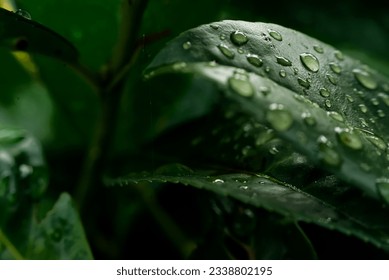 macro shot of rain drops on a leaf - Powered by Shutterstock