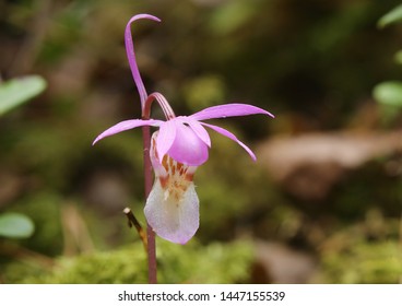 Macro shot of the rare orchid species Calypso bulbosa (fairy slipper).