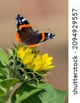 A macro shot of a red admiral butterfly on a yellow flower in a garden