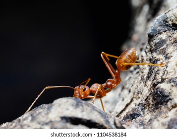 Macro shot of red ant  in nature. Red ant is very small. Selective focus, free space for text. - Shutterstock ID 1104538184