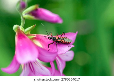  A macro shot of a red assassin bug (Rhynocoris iracundus) resting on a bright pink flower 
petal with a soft, green blurred background.