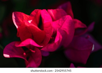 Macro shot of red bougainvillea close-up in light and shadow. - Powered by Shutterstock