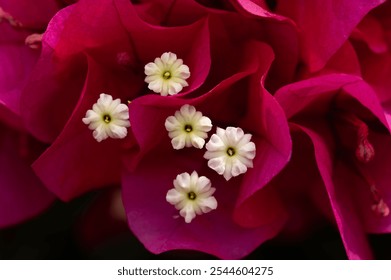 Macro shot of red bougainvillea close-up. - Powered by Shutterstock