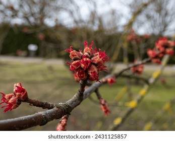 Macro shot of red female flower buds of Silver maple or creek maple (Acer saccharinum) in the park in early spring. One of the most common trees in the United States.