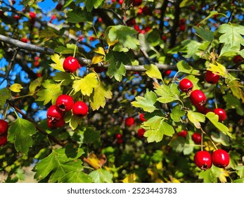 Macro Shot of Red Hawthorn Berry on a Bush. Edible Ripe Wild Hawthorn Berry.  - Powered by Shutterstock