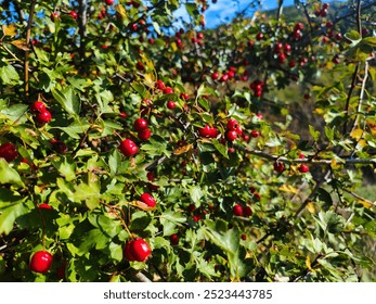 Macro Shot of Red Hawthorn Berry on a Bush. Edible Ripe Wild Hawthorn Berry.  - Powered by Shutterstock