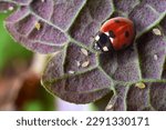 Macro shot of red ladybug and aphids on garden plant leaf
