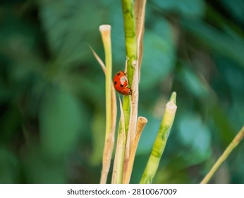 Macro shot of a red ladybug on green plant stem with swirly bokeh background