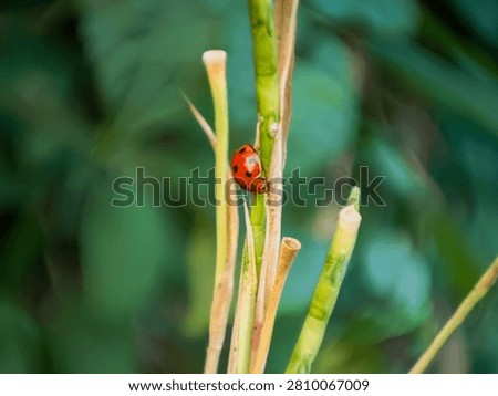 Macro shot of a red ladybug on green plant stem with swirly bokeh background