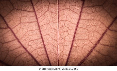 Macro shot of red leaf texture showing intricate vein patterns. Abstract nature background with detailed skeletal structure and warm tones.