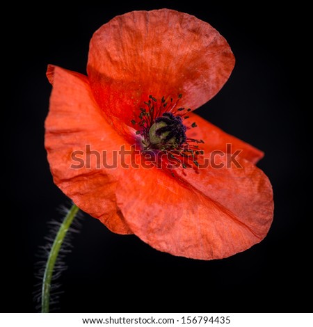 Similar – Summer poppy flower