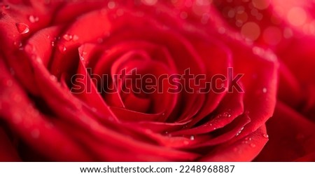 Macro shot of red rose bud with water drops.