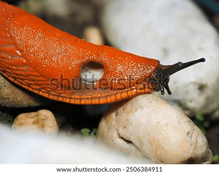 Similar – Image, Stock Photo bootlicker Snail Animal