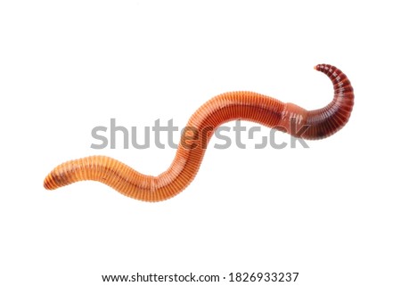 Macro shot of red worm Dendrobena, earthworm live bait for fishing isolated on white background.