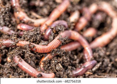 Macro shot of red worms Dendrobena in manure, earthworm live bait for fishing