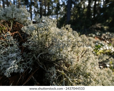 Macro shot of the reindeer cup lichen, reindeer lichen or grey reindeer lichen (Cladonia rangiferina) in the forest. The color is grayish or whitish, it forms extensive mats up to 10 centimetres tall