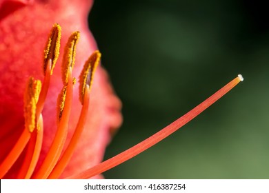 Macro shot of the reproductive organs of a peach-colored Lily (Lilium sp.) flower; pollen-covered anthers and the long pistil.