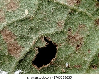 Macro shot revealing the complex surface texture of a leaf covered in star-shaped trichomes, featuring patches of green and brown, and a central dark hole.
