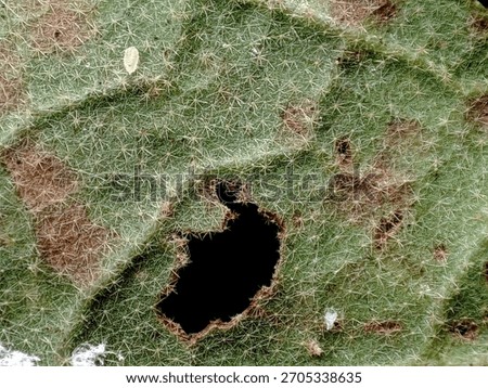Macro shot revealing the complex surface texture of a leaf covered in star-shaped trichomes, featuring patches of green and brown, and a central dark hole.