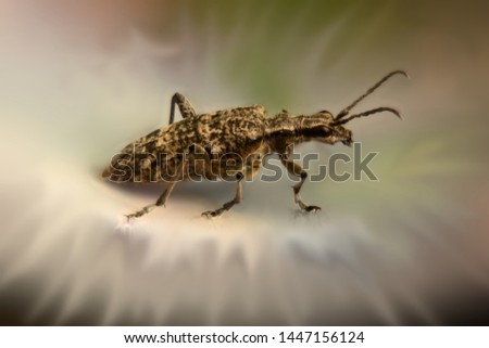 Similar – Bug on a windowsill Animal