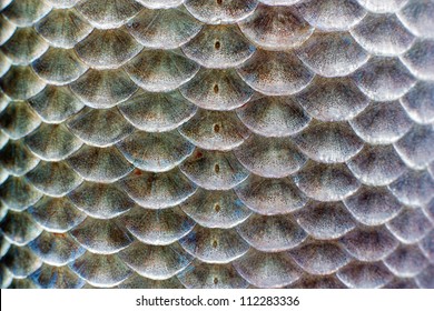 Macro shot of roach fish skin, natural texture. Closeup background.