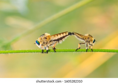 Macro shot of a robber fly 