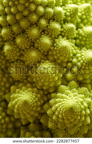Macro shot of a Romanesco Brassica oleracea cauliflower
