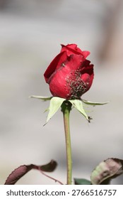 Macro Shot of Rose bud Infested with Aphid Colony in Spring Garden