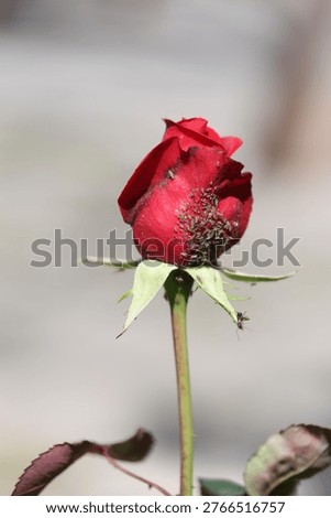 Macro Shot of Rose bud Infested with Aphid Colony in Spring Garden
