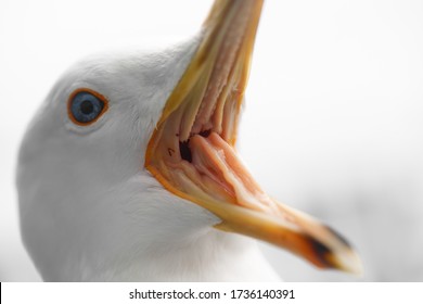 Macro shot of a screaming seagull. Many sharp teeth visible.