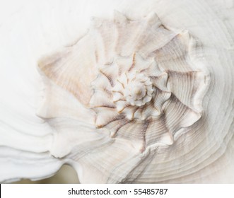 Macro Shot Of Seashell Pattern