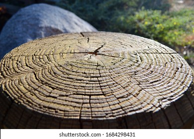 Macro Shot Of A Sequoia Tree Rings