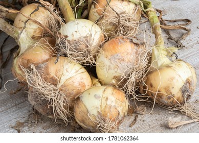 A macro shot with shallow depth or selective focus of freshly unearthed harvest of sweet white onions with stalks, roots, and sandy soil set on a wood panel. - Shutterstock ID 1781062364