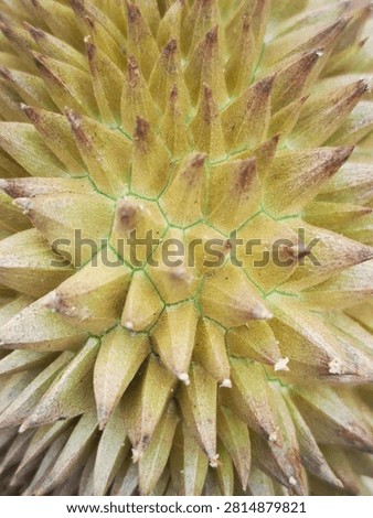 Macro shot of sharp green and yellow durian fruit skin spikes, tropical king of fruits.
