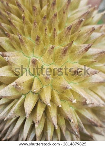 Macro shot of sharp green and yellow durian fruit skin spikes, tropical king of fruits.